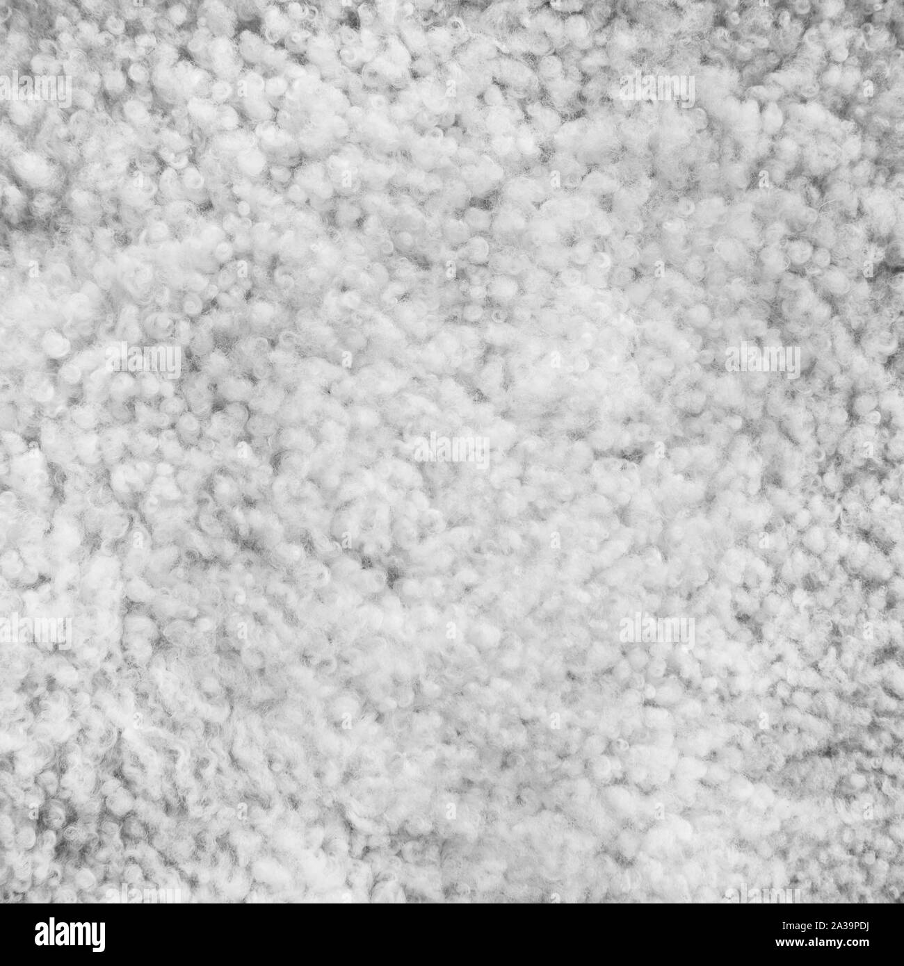 Background picture of a soft fur white carpet. Wool sheep fleece closeup texture background. Top view. Stock Photo