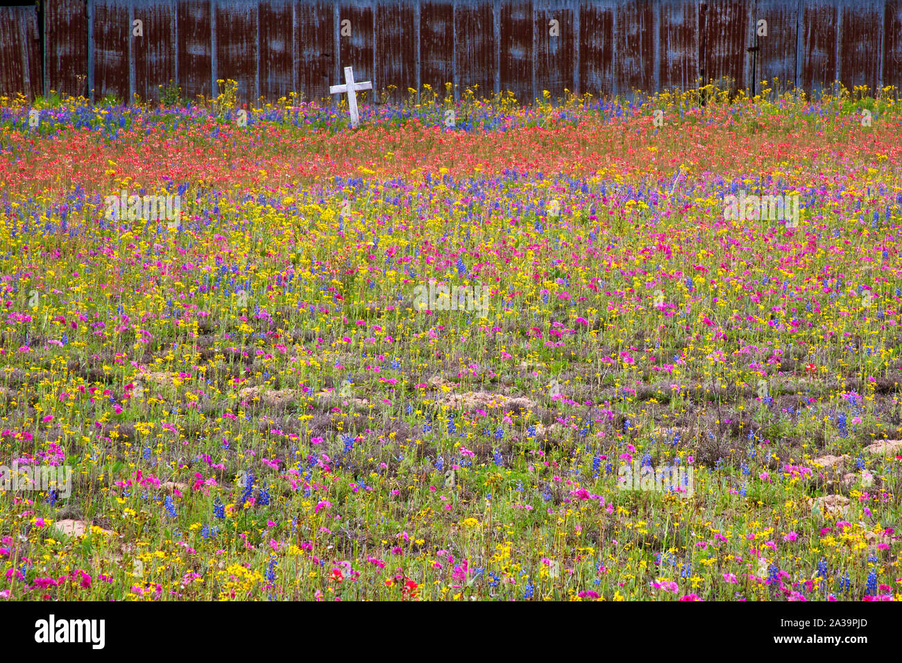 San Antonio Area Springtime Wildflower Blooms, San Antonio,Texas Stock Photo