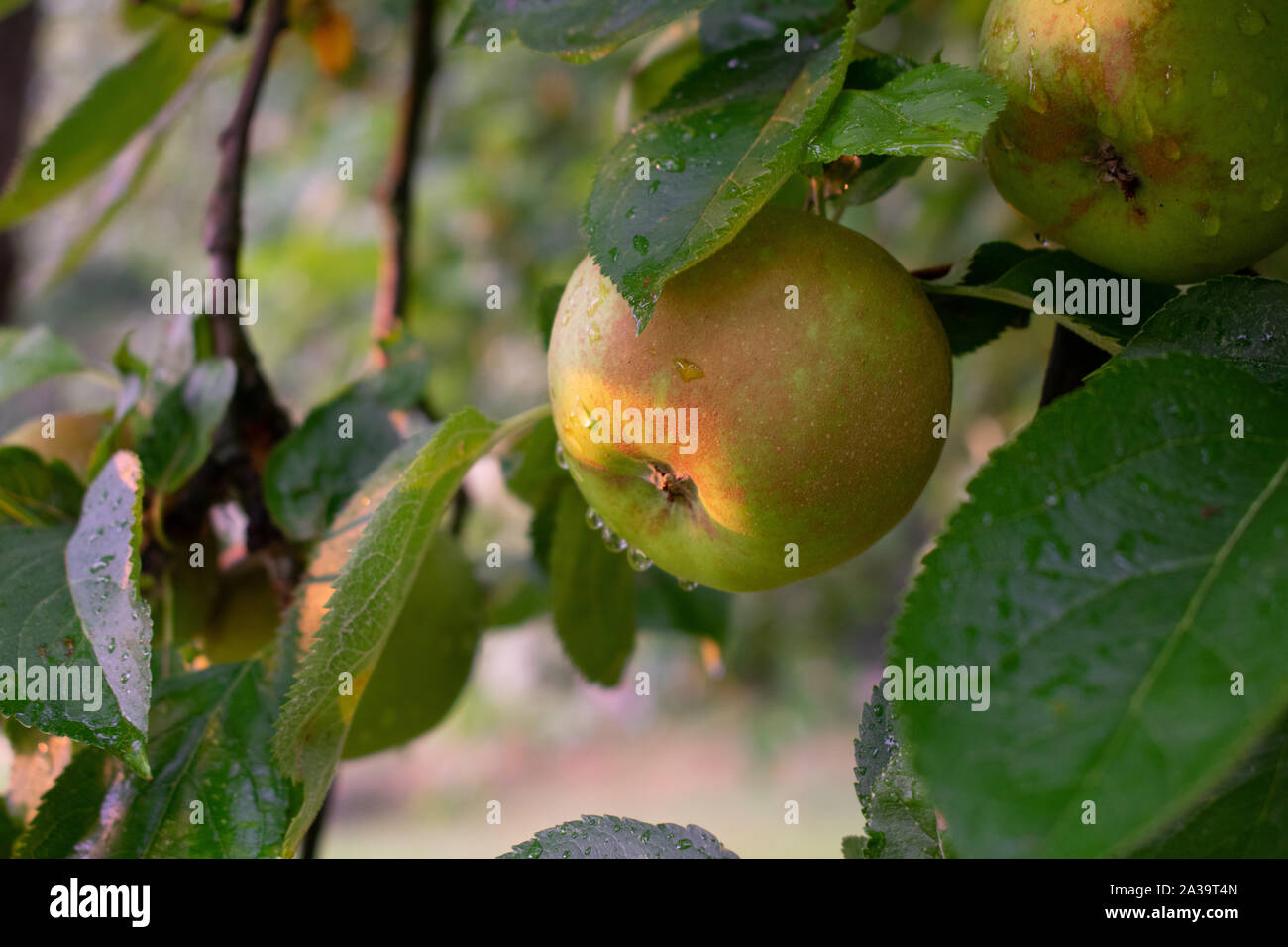 Rain drops on green brown apple hanging from a tree at sunset. Stock Photo