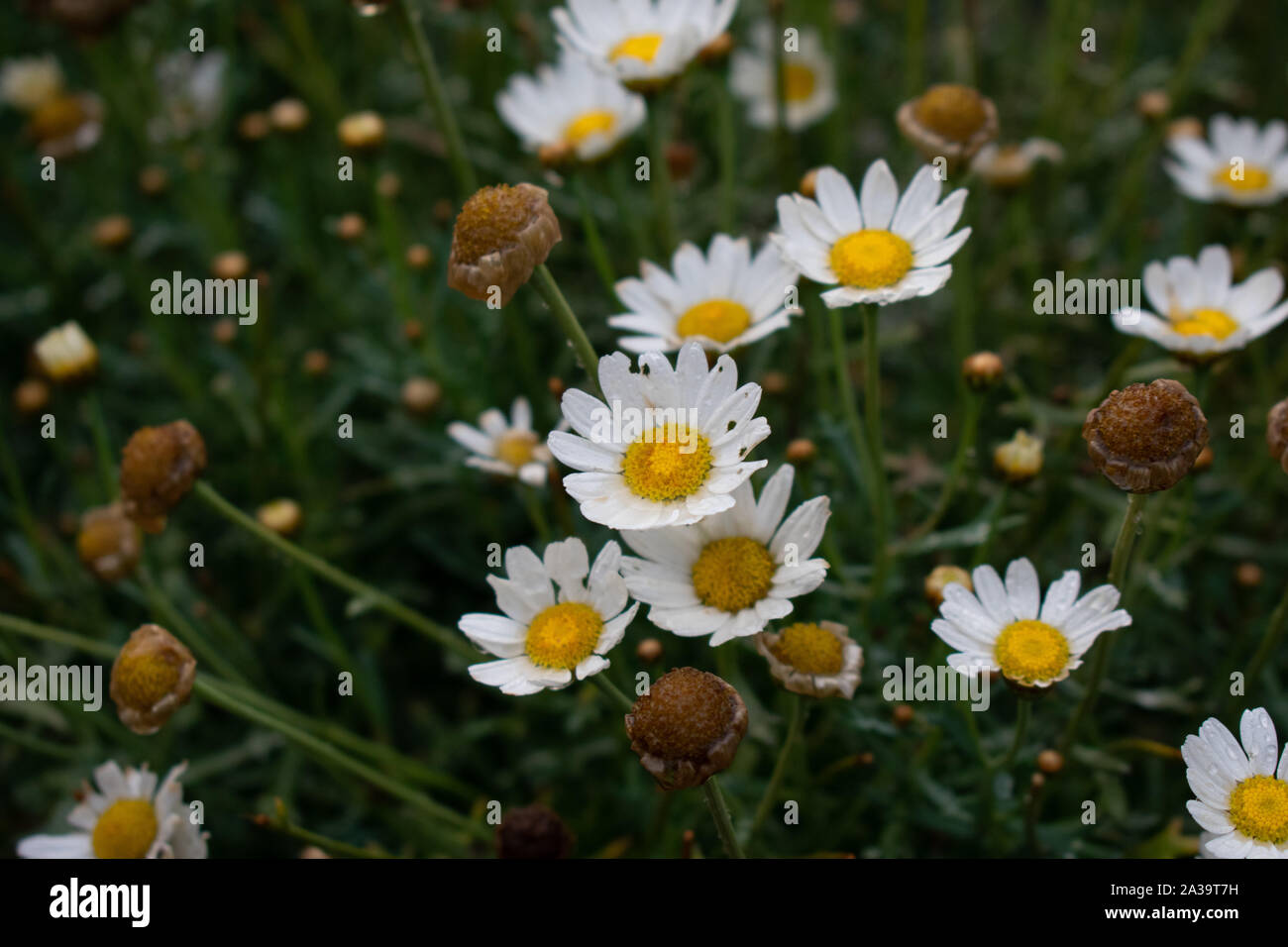 Multiple daisy flowers with rain drops against green grass. Stock Photo
