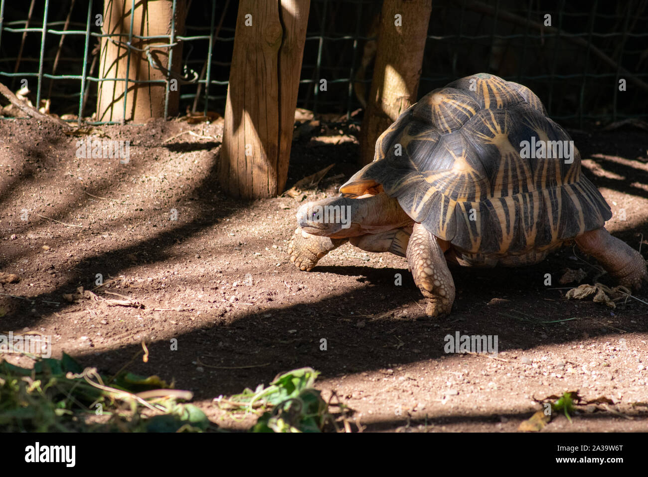 Tropical tortoise walking through shadow on sunny day. Stock Photo