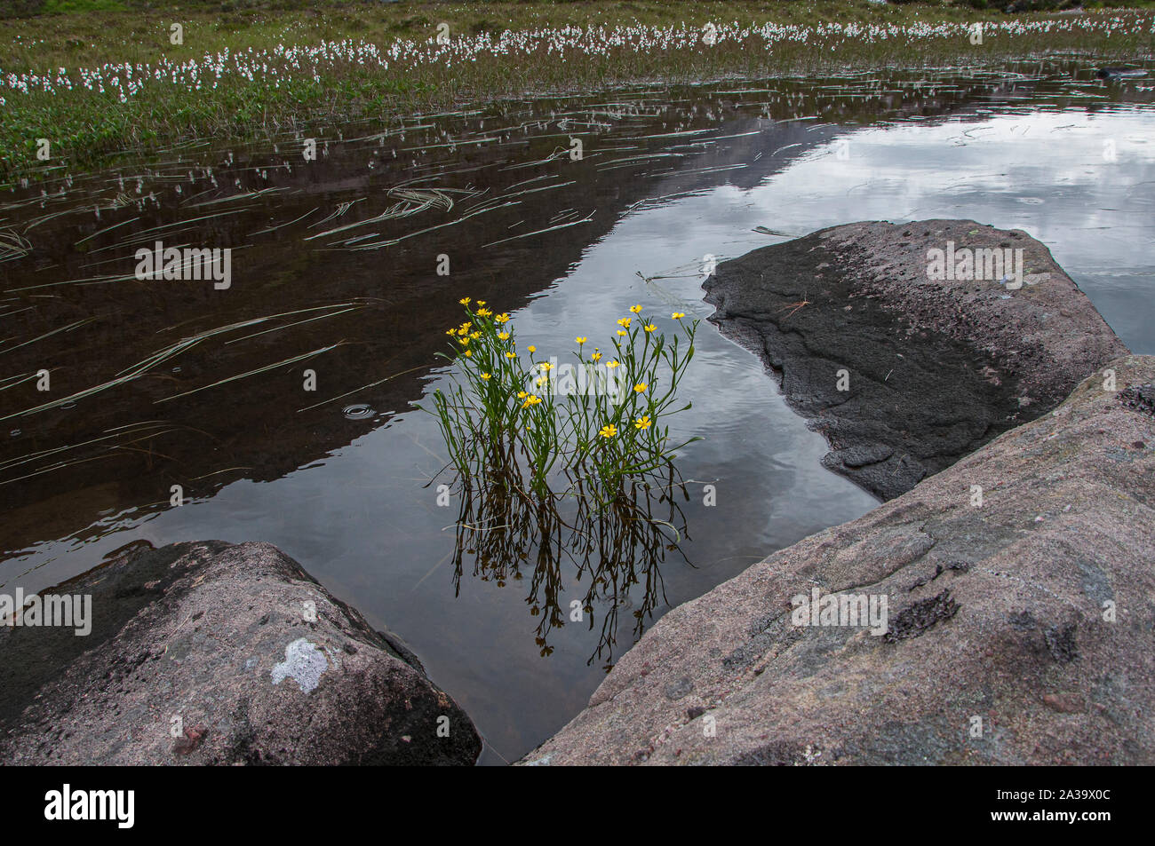 Spearwort lesser (Ranunculus flammula), growing in Loch Maree, Beinn Eighe NNR, Torridon, NW Scotland Stock Photo