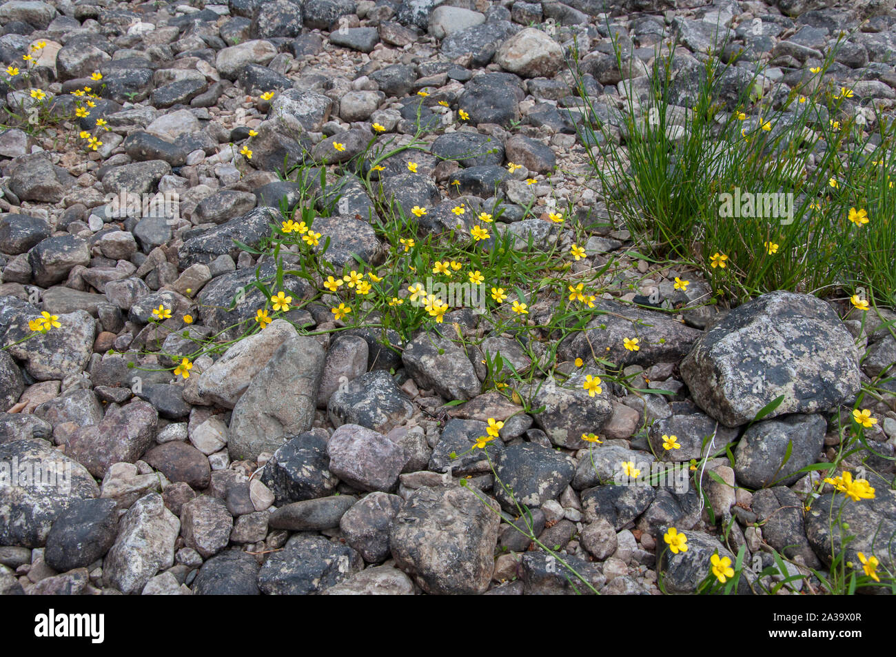 Spearwort lesser (Ranunculus flammula), growing in Loch Maree, Beinn Eighe NNR, Torridon, NW Scotland Stock Photo