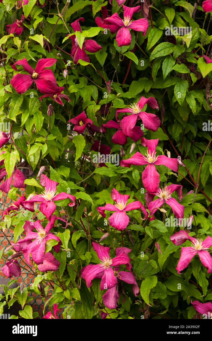 Clematis Rouge Cardinal  A group 3 late flowering climbing clematis covered with large crimson flowers and is deciduous and fully hardy Stock Photo