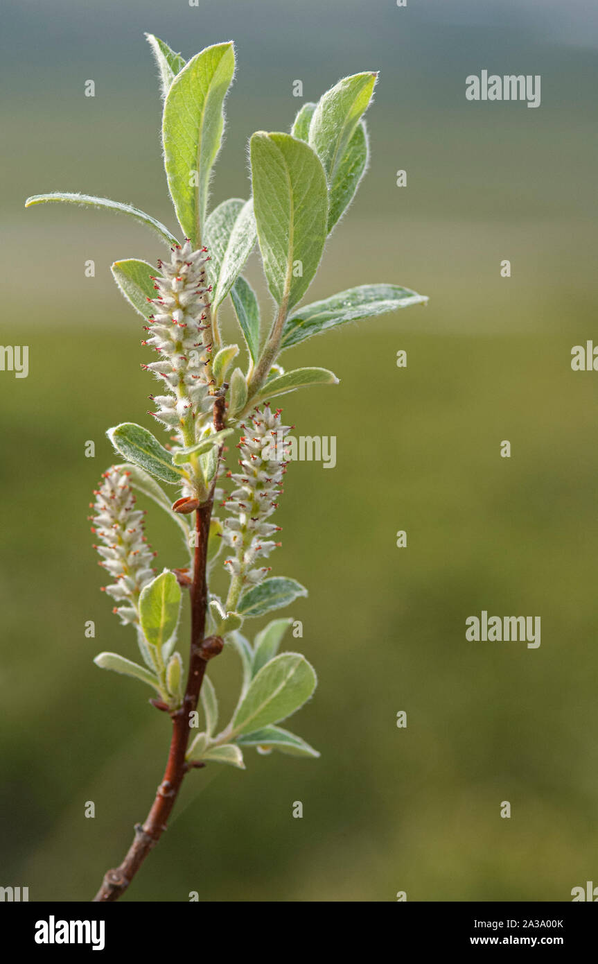 Willow Dwarf (Salix herbacea), growing in the Jotunheimen mountains, Norway Stock Photo