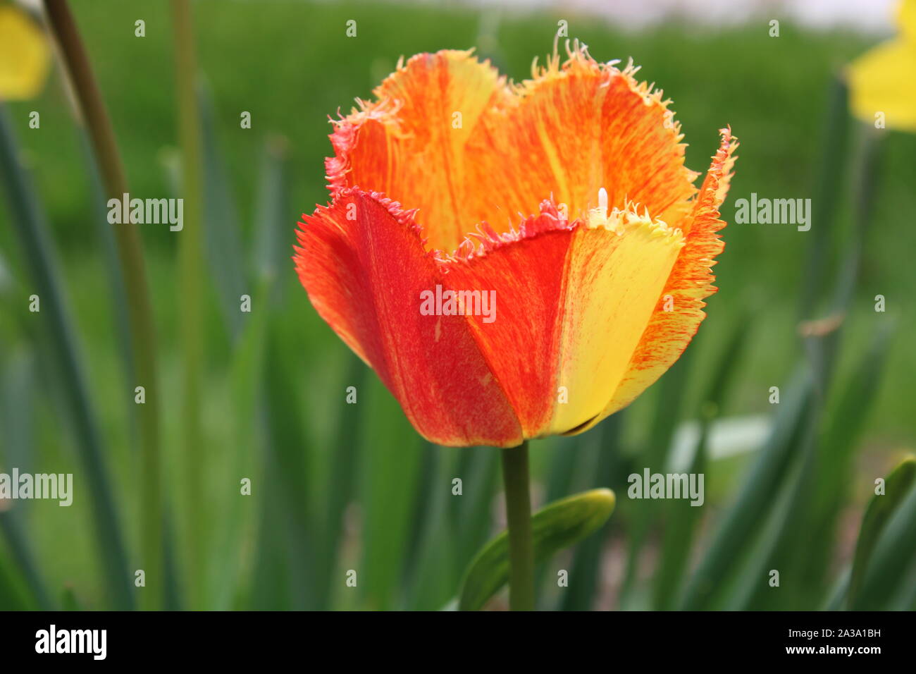 A Yellow and Red Tulip In Bloom - Part 2 Stock Photo - Alamy