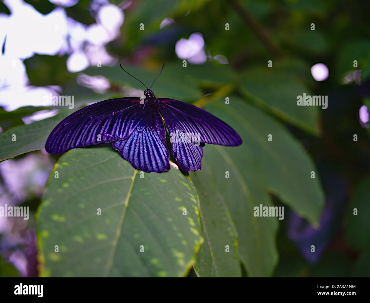 Great Mormon (Papilio memnon) butterfly (male) on a leaf at the