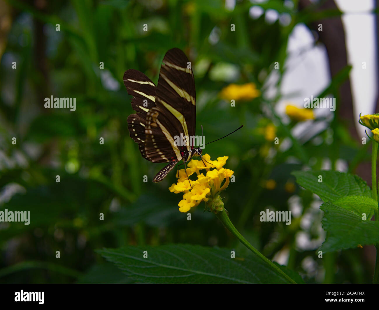 Zebra longwing (Heliconius charithonia) on a yellow flower at the