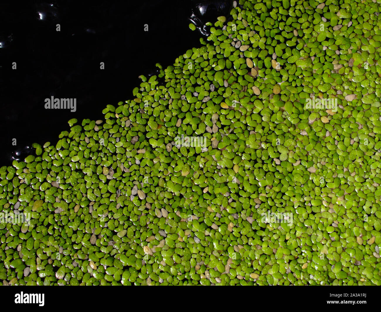Duckweed (Spirodela polyrhiza) covering the surface of an indoor freshwater pond. Stock Photo