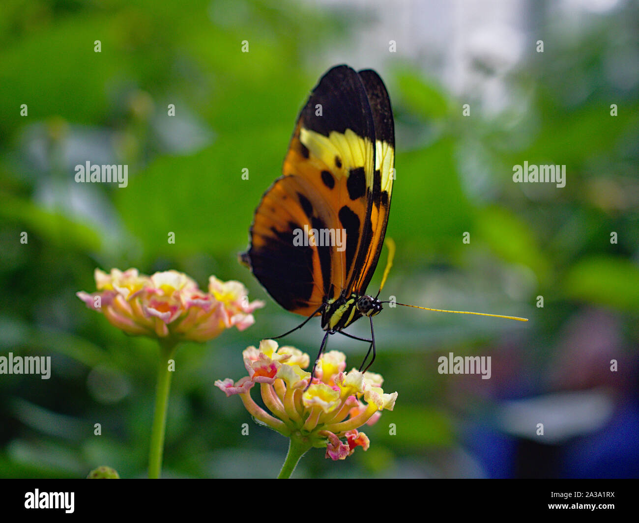 Numata longwing (Heliconius numata) on a flower at the Carleton