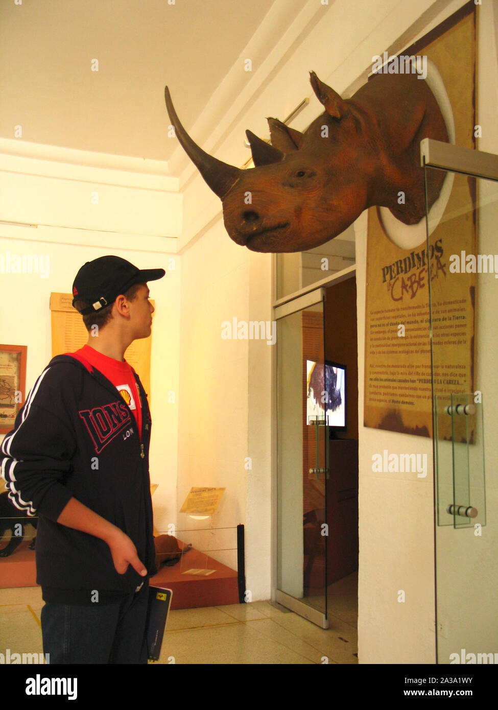 Boy looking at rhino head Natural History Museum Stock Photo