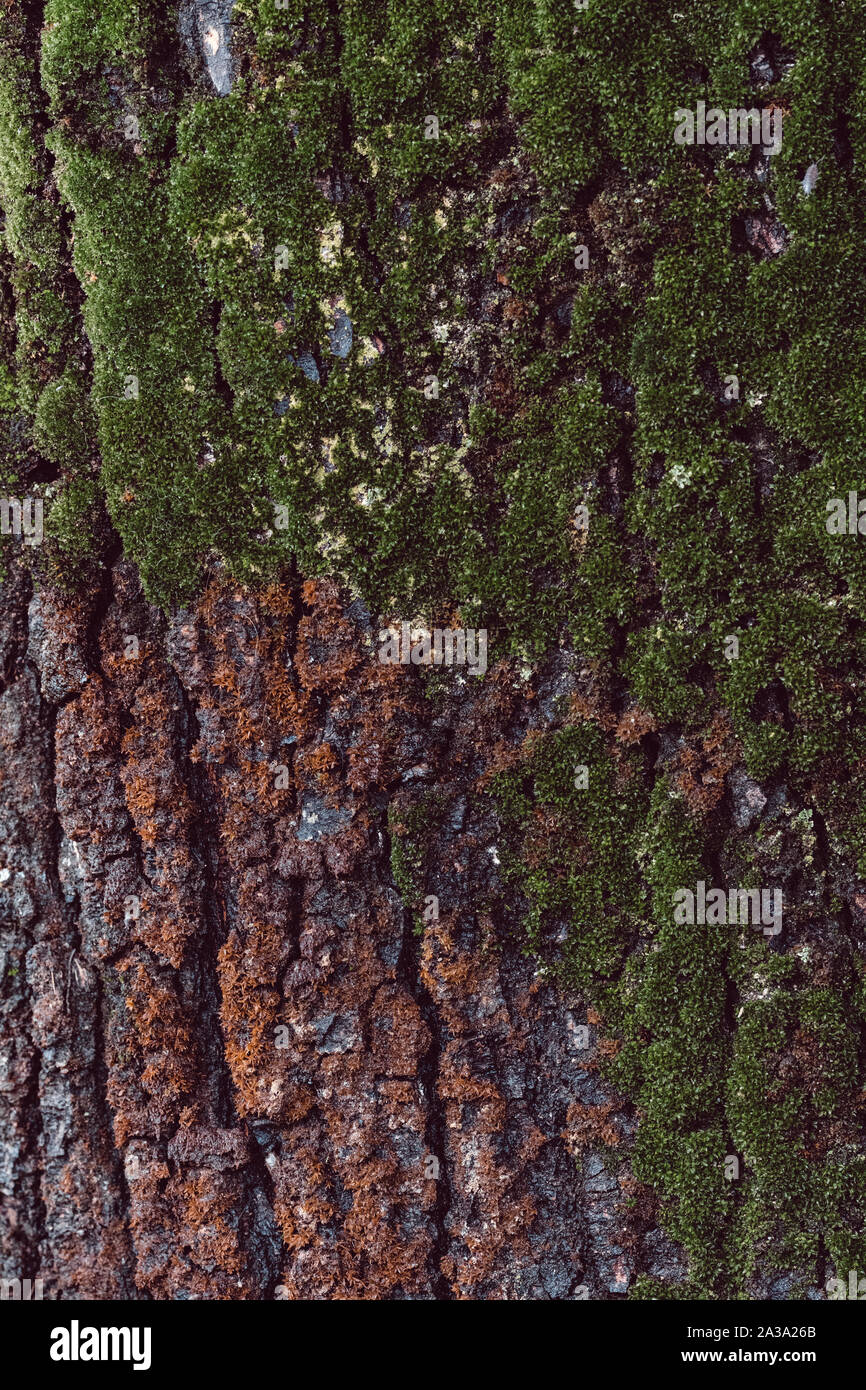 Musk and Mold On A Tree Trunk Stock Photo