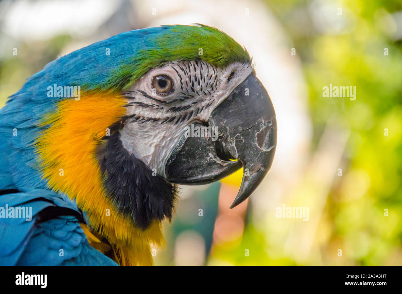 A close up head shot of the blue-and-yellow macaw (Ara ararauna), also known as the blue-and-gold macaw, a bird native to South America Stock Photo