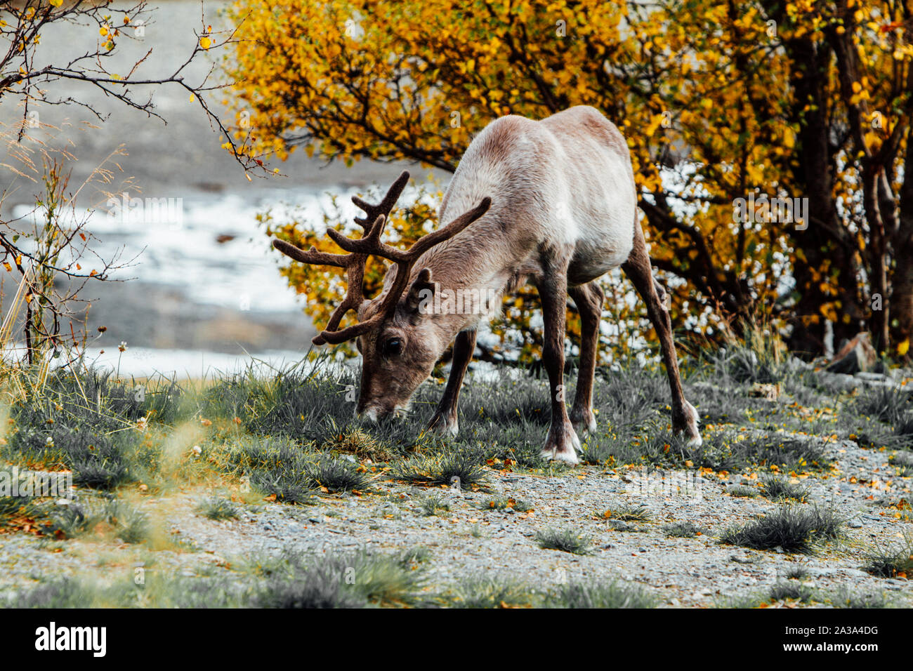 Reindeer by the cold river in northern Norway. Stock Photo