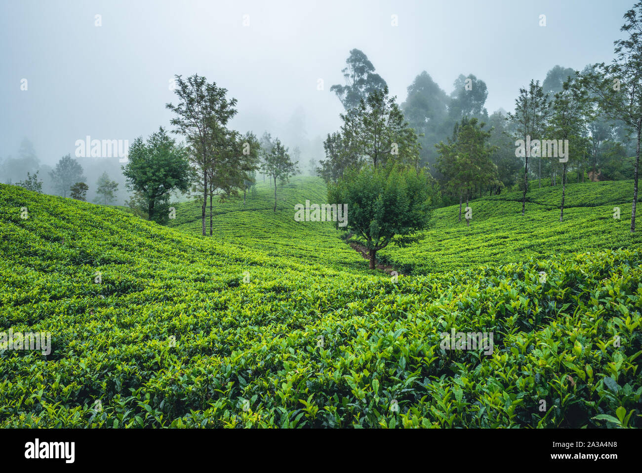 scenery of tea garden at sri lanka Stock Photo