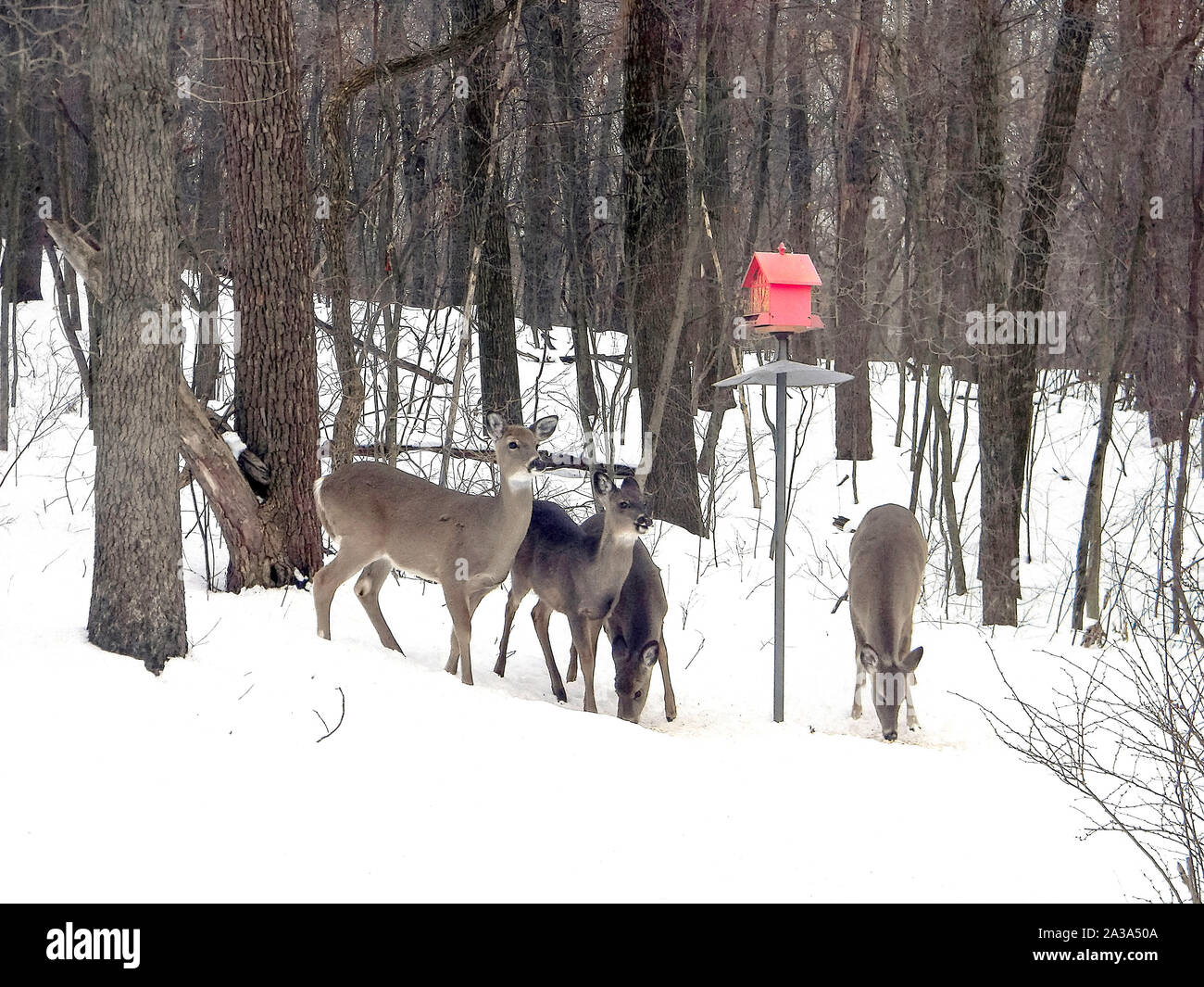white tailed deer herd under red birdhouse in Michigan winter woods Stock Photo