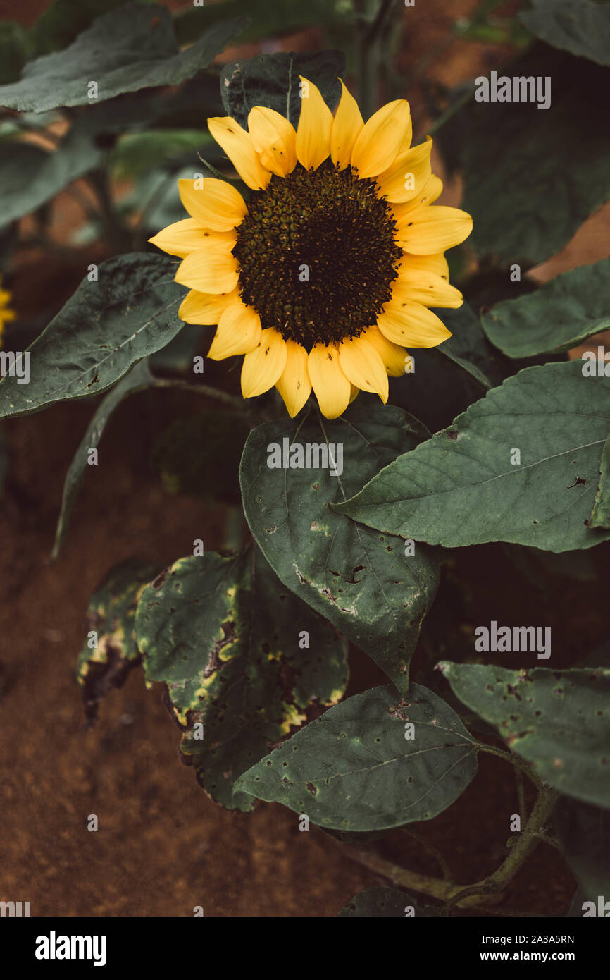 Sunflower in a Sunflower Farm in the Philippines Stock Photo