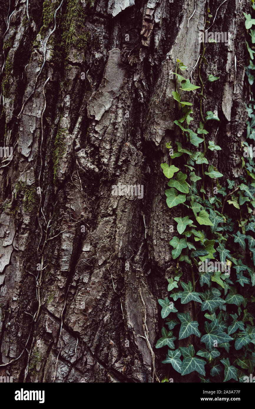 Ivy on tree bark Stock Photo