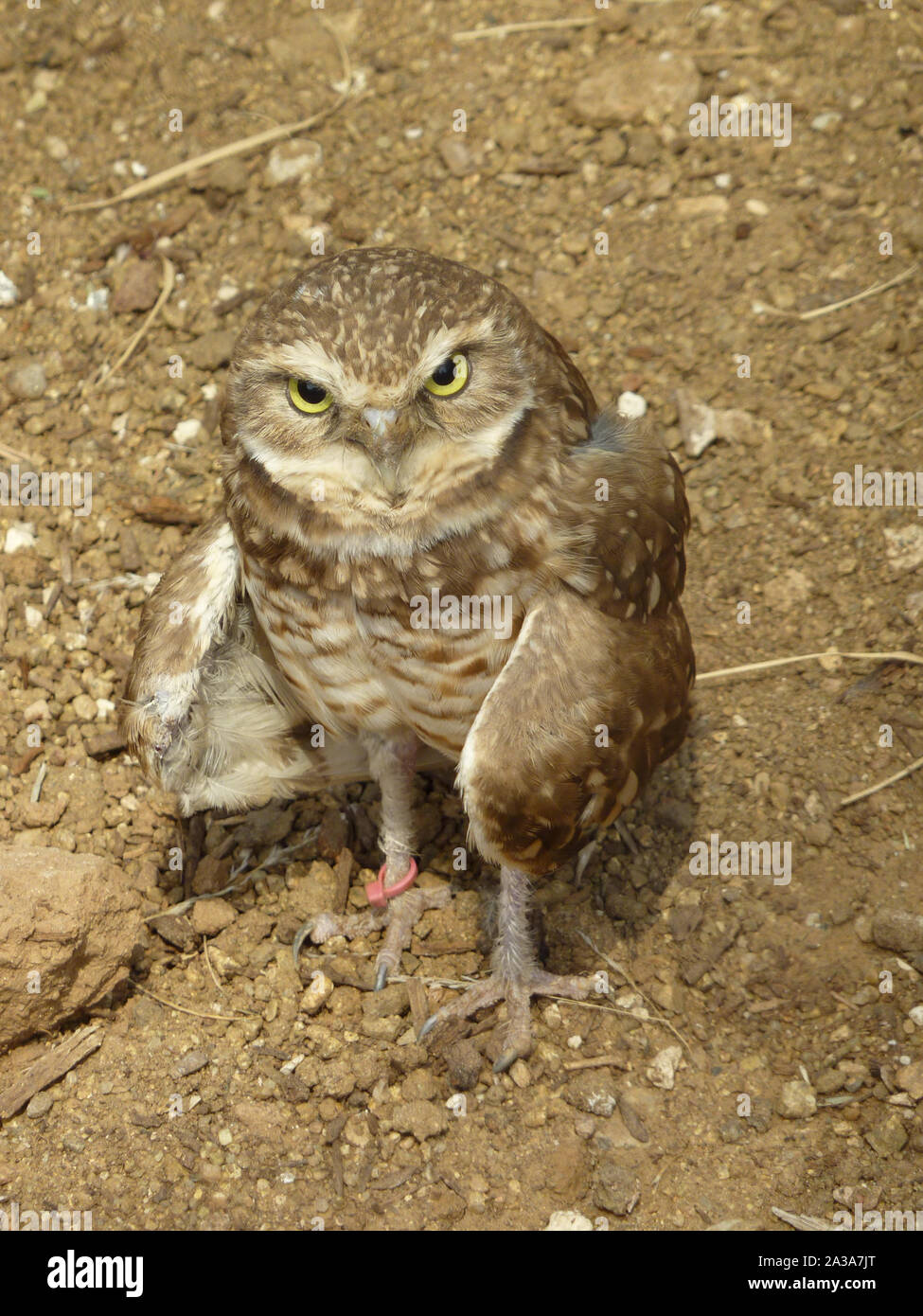 A small desert owl is unamused by the attention it receives from its visitors. Stock Photo