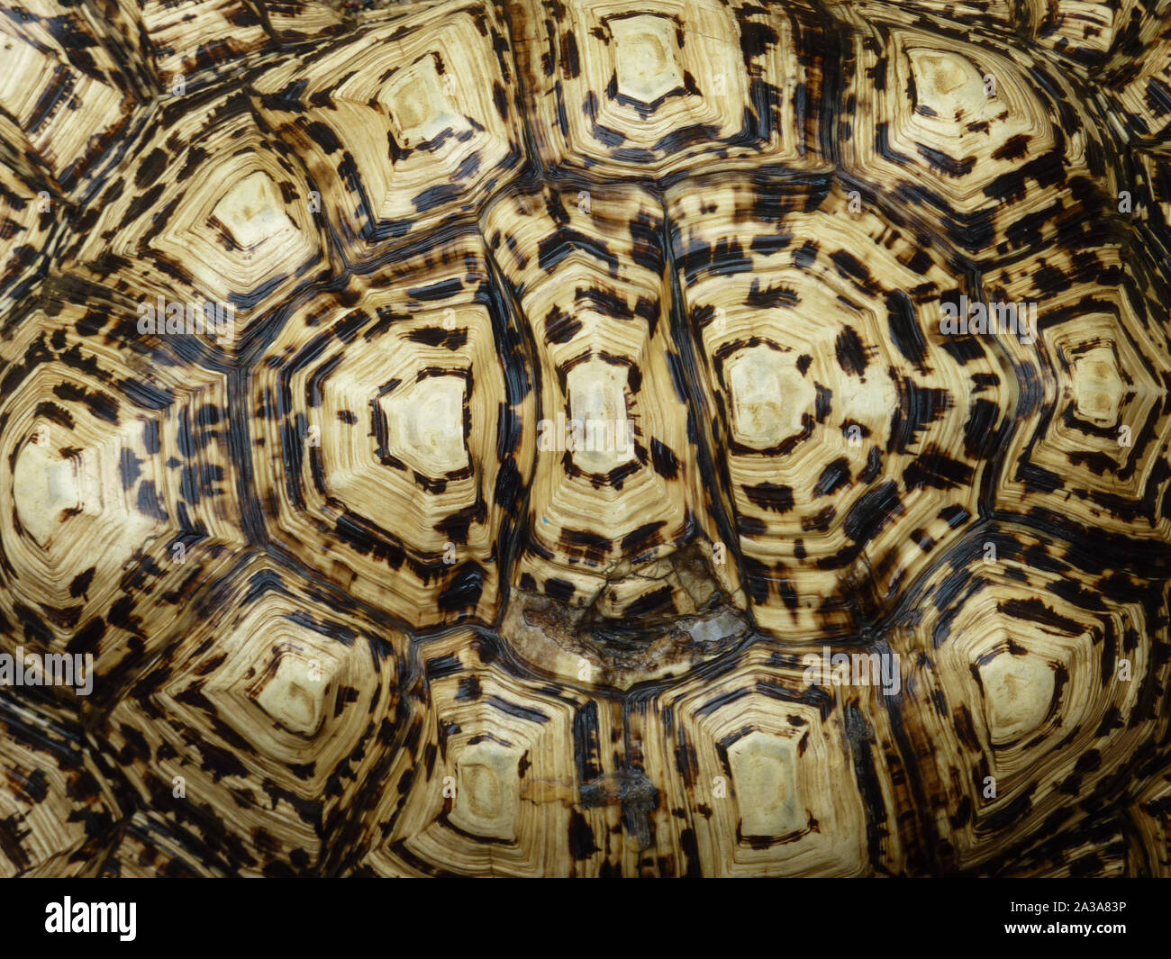 A close-up view of a beautiful tortoise shell. Stock Photo