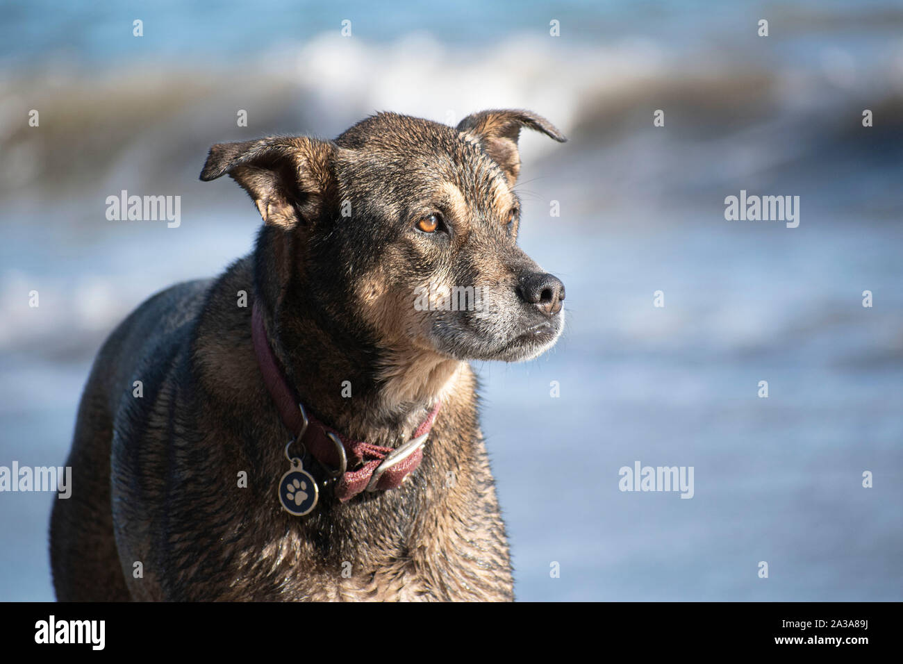 This dog stands on the beach in Bolinas, CA and observes Stock Photo