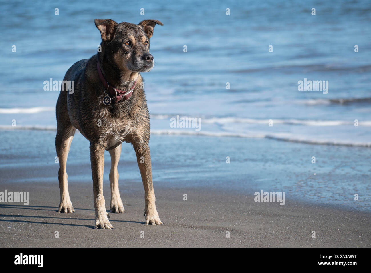 This dog stands on the beach in Bolinas, CA and observes Stock Photo
