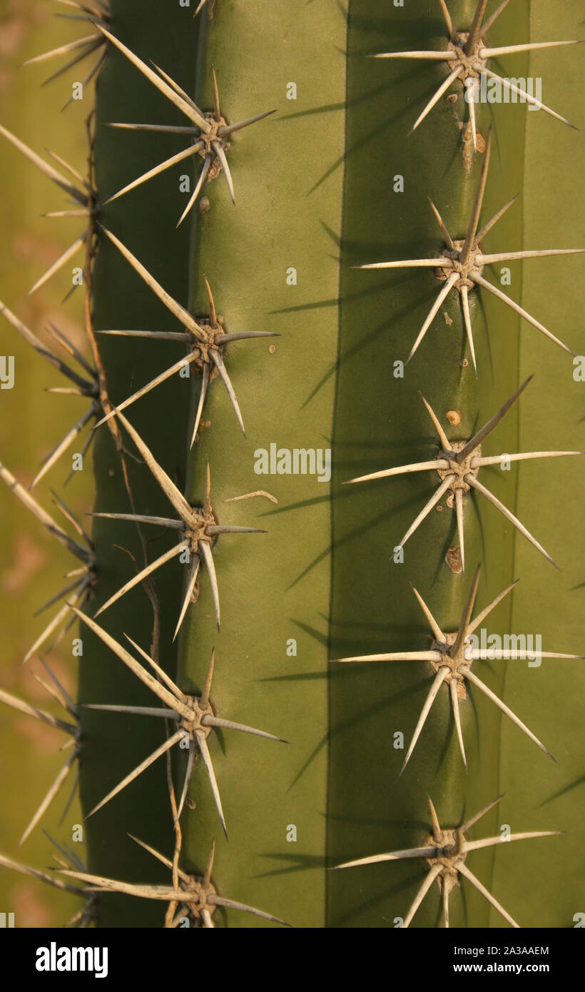 Detail view of flowering cardon cactus in summer in wetland unare lagoon Venezuela Stock Photo