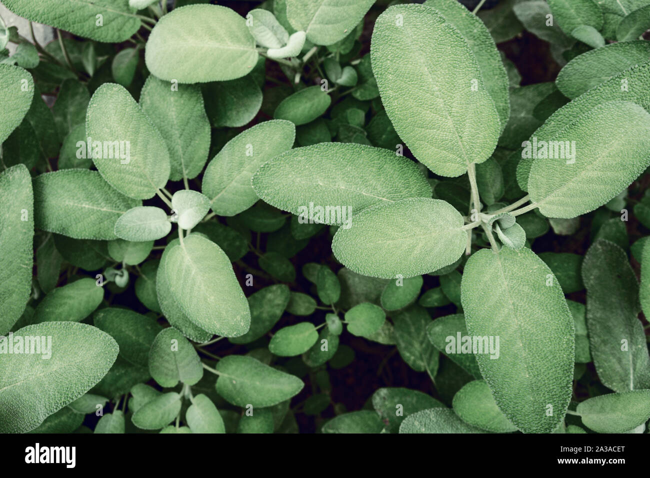 Green Sage Leaves Stock Photo