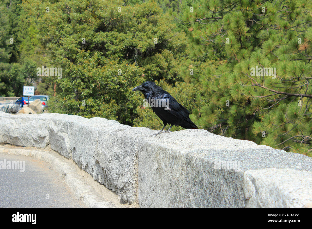 Black crow sitting along the perimeter wall of the road in Yosemite National Park, California, USA Stock Photo