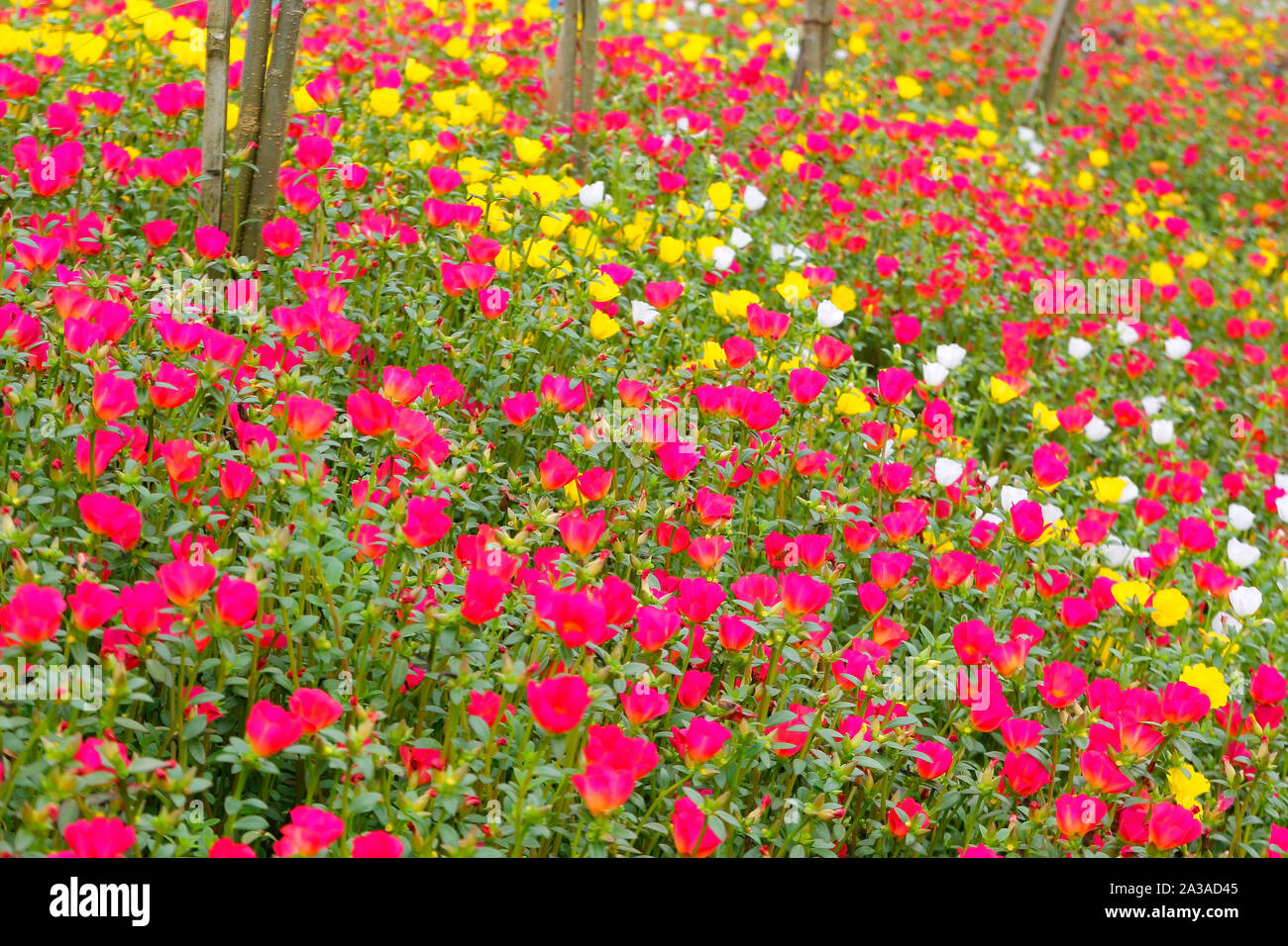 photo of colorful common purslane or verdolaga flower in the garden Stock Photo