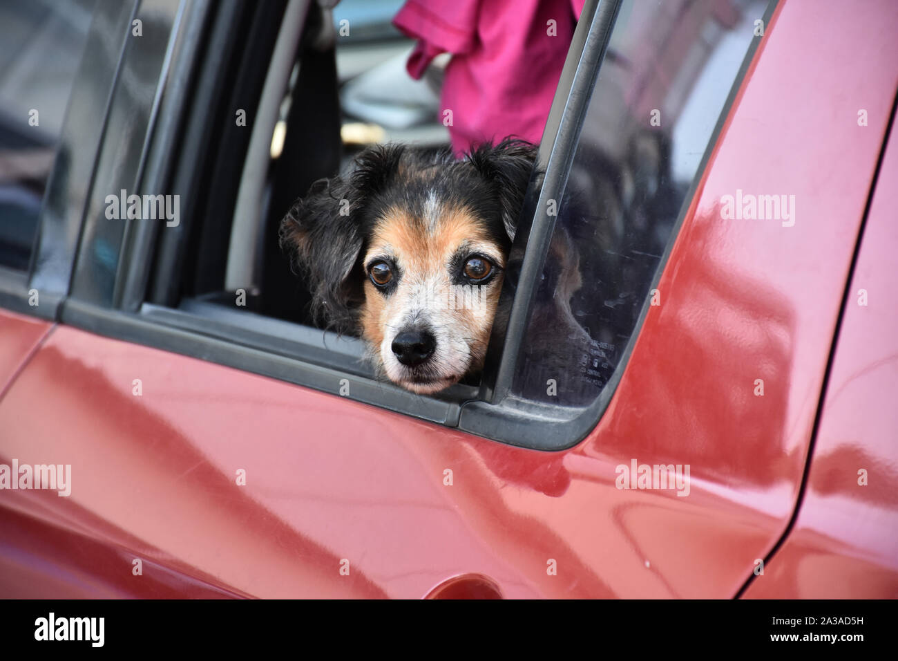 Dog in car looking out the window Stock Photo - Alamy