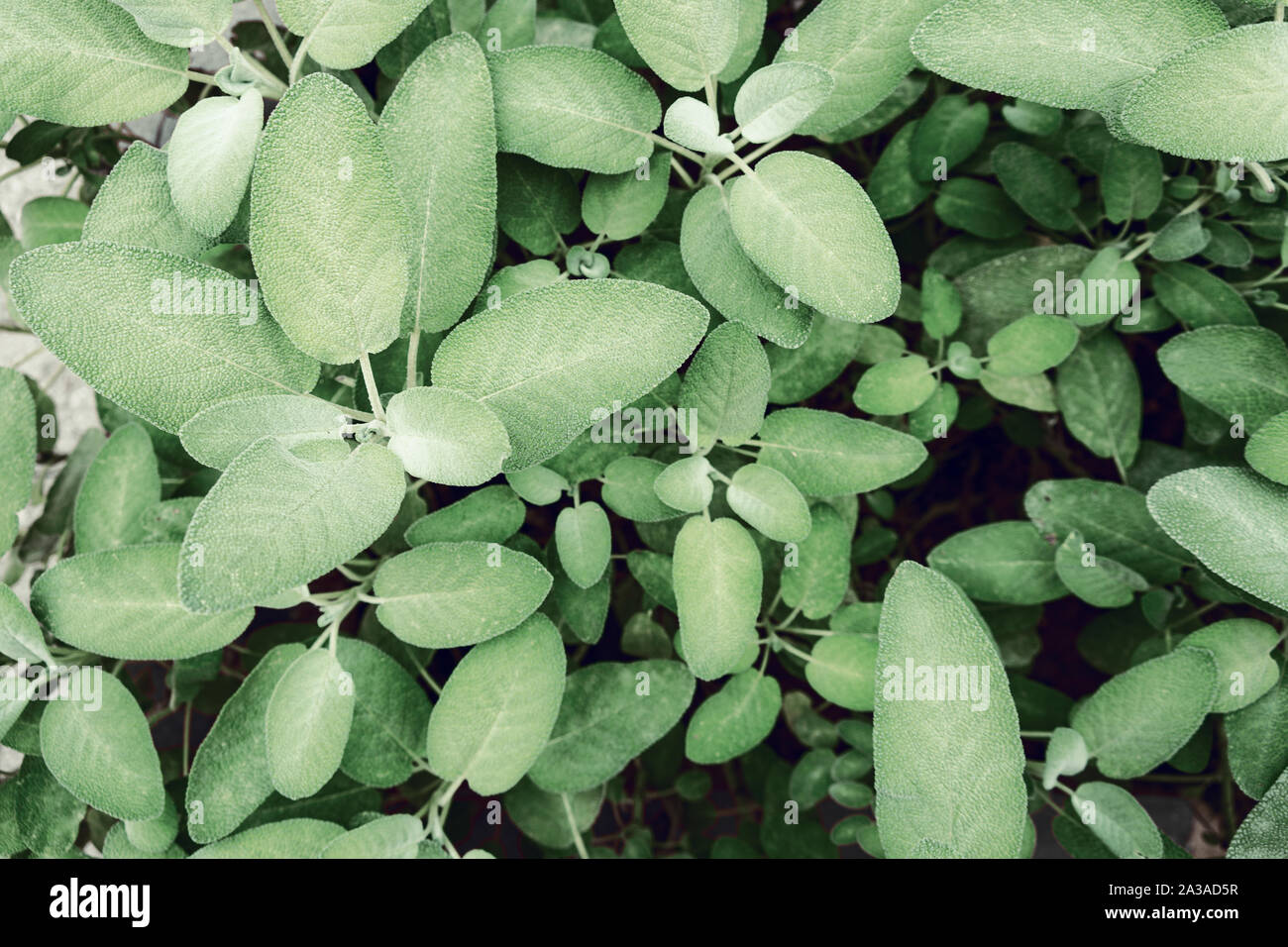 Green Sage Leaves Stock Photo