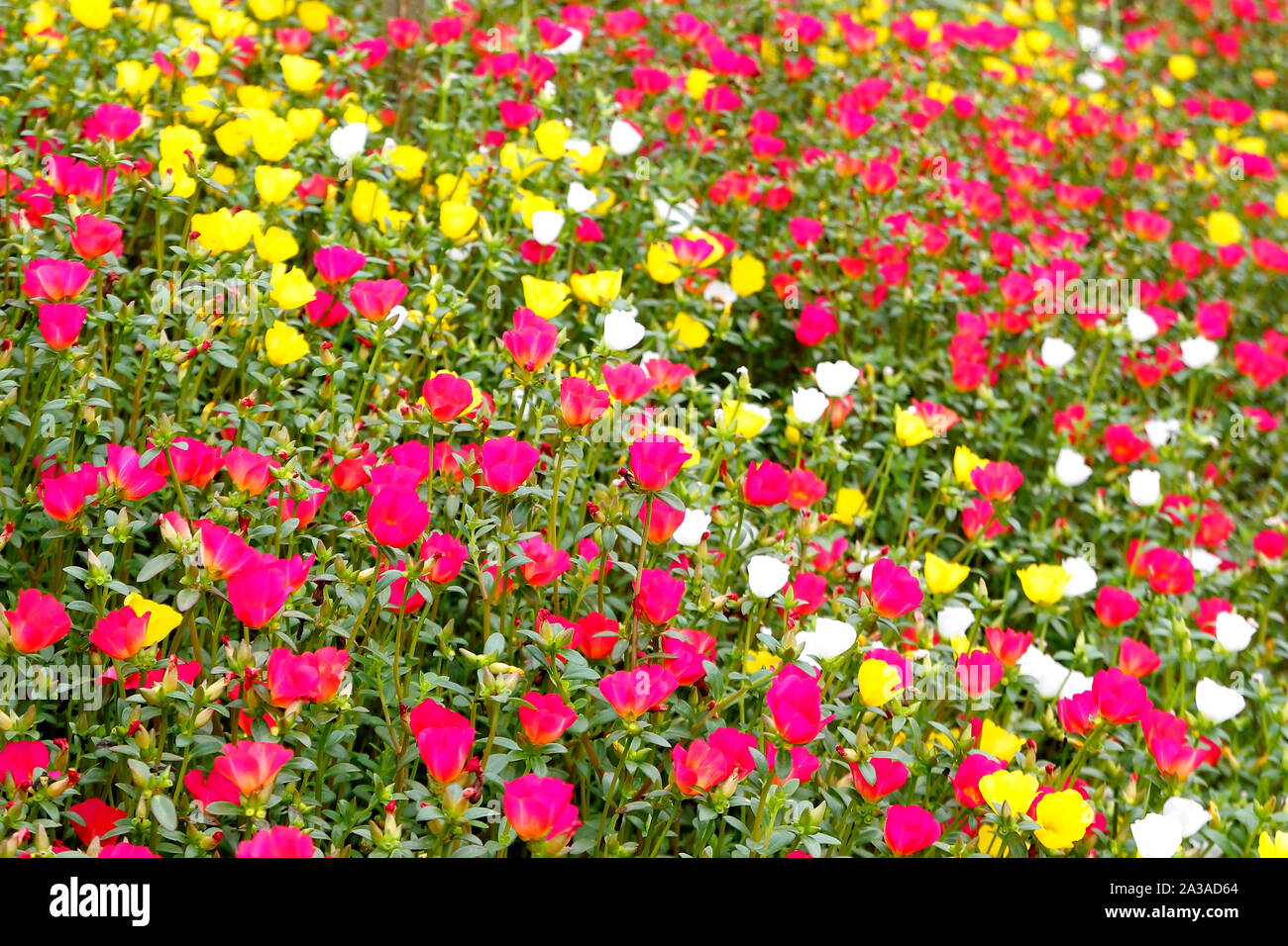 photo of colorful common purslane or verdolaga flower in the garden Stock Photo