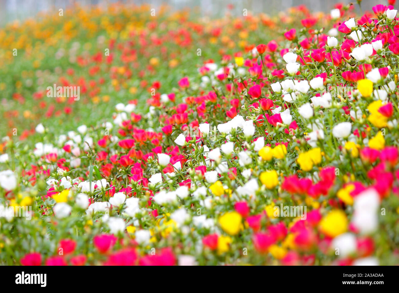 photo of colorful common purslane or verdolaga flower in the garden Stock Photo