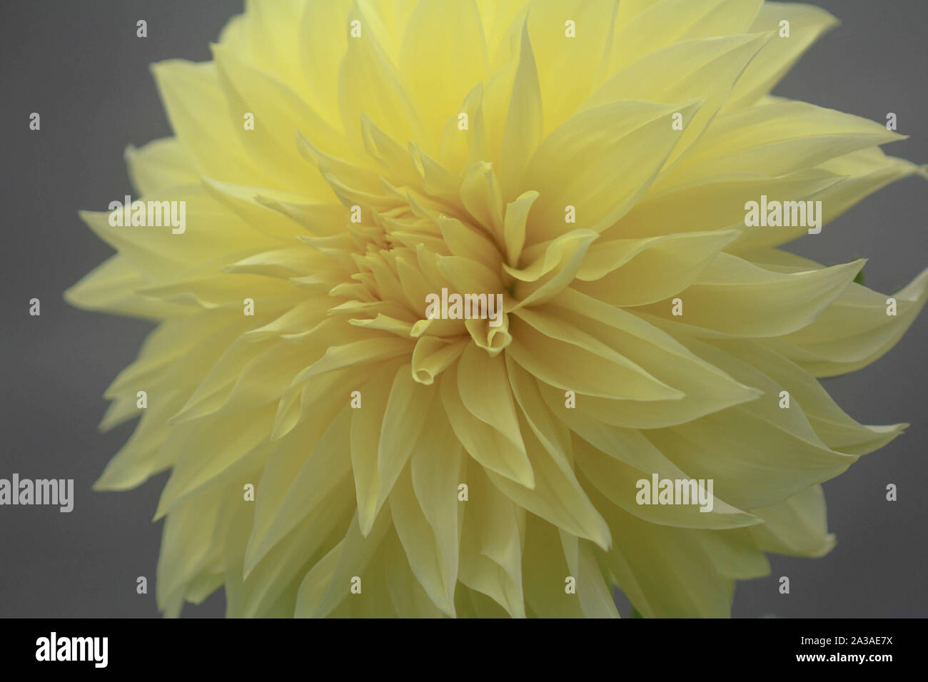 Dinner plate dahlia hi-res stock photography and images - Alamy