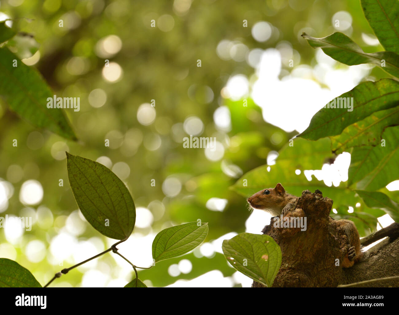 A cute squirrel watching on top of the tree Stock Photo