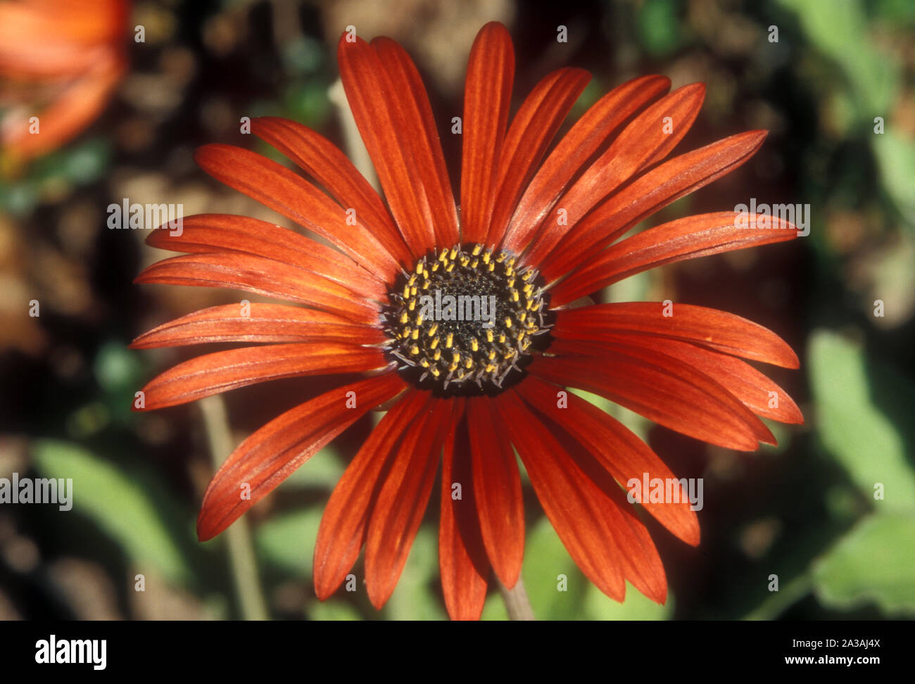 ARCTOTIS X HYBRIDA 'RED MAGIC' COMMONLY KNOWN AS AFRICAN DAISIES. Stock Photo
