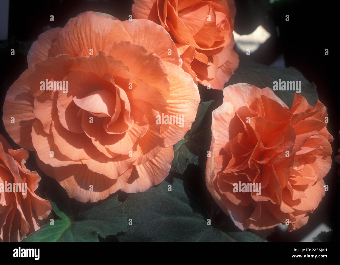 ORANGE BEGONIA FLOWERS 'BEULAH POWELL' Stock Photo