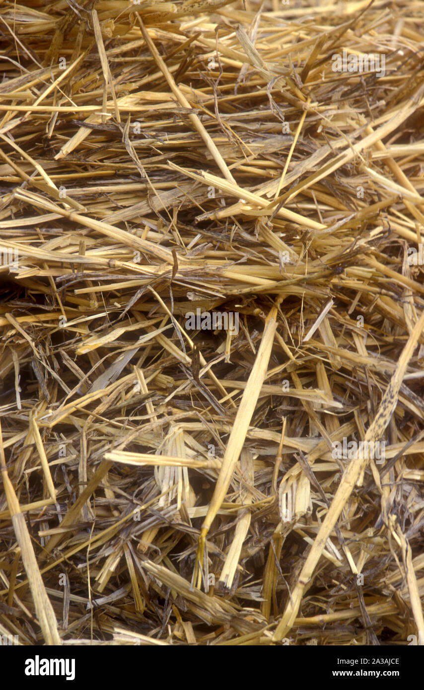 ORGANIC MULCH (STRAW) IS USED TO ENRICH AND INSULATE THE SOIL. STRAW
