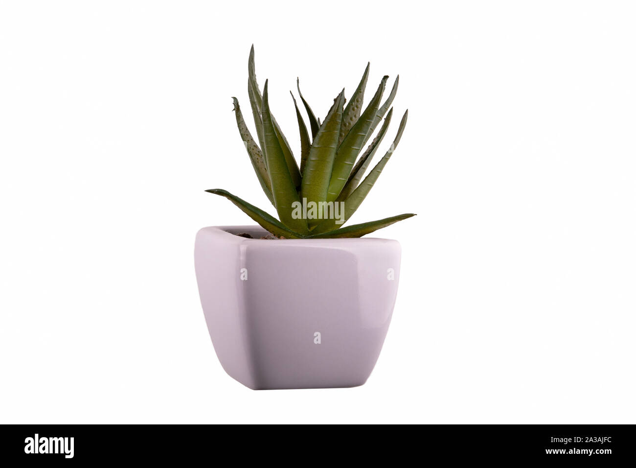 Decoration plant in a pot on  white background Stock Photo