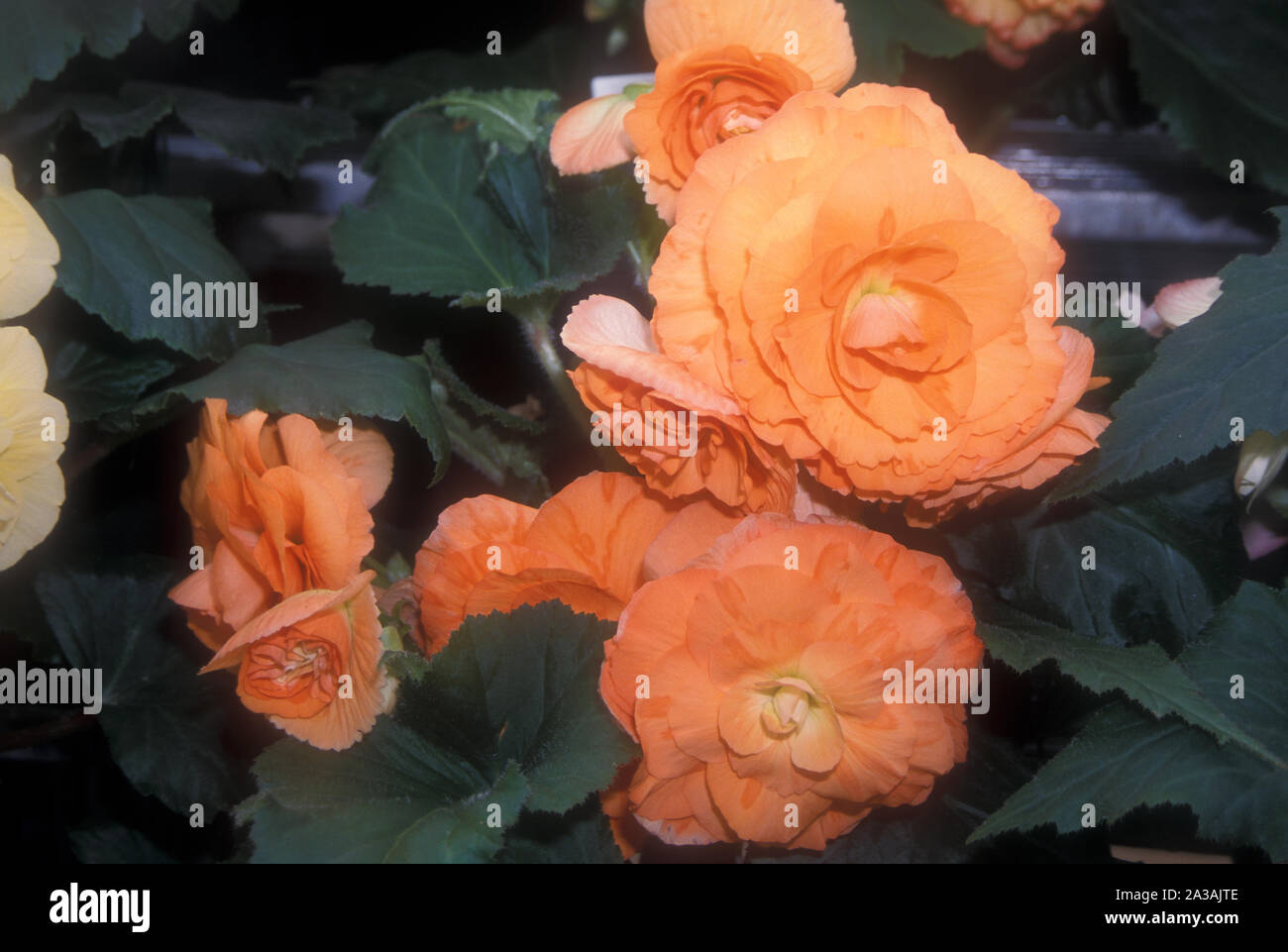 ORANGE BEGONIA FLOWERS 'CITY OF BALLARAT' Stock Photo