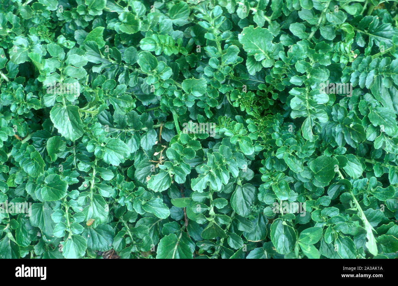 UPLAND CRESS (BARBAREA VERNA) Stock Photo