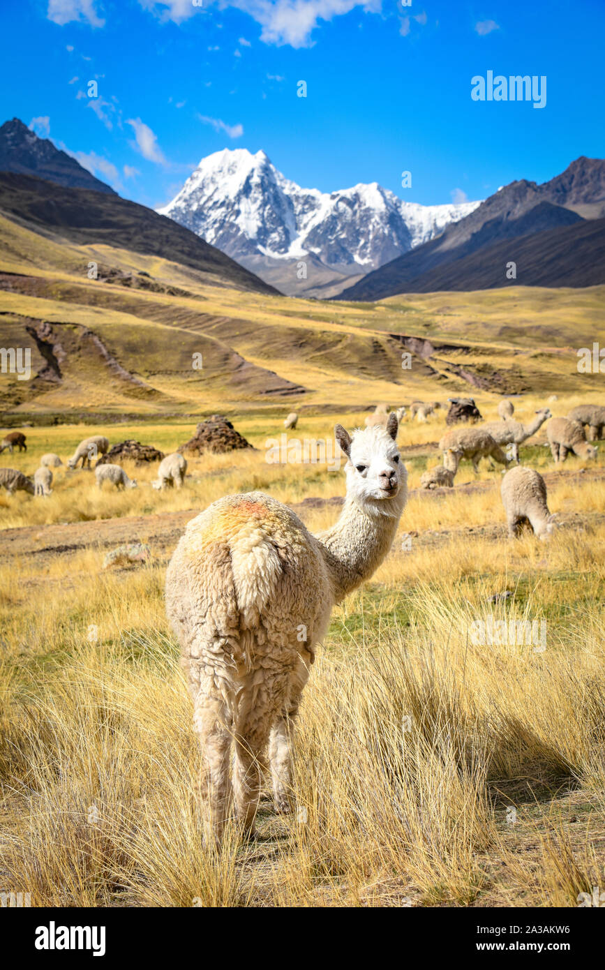 An Alpaca stands among dramatic mountain landscapes in the Chillca Valley. Ausangate, Cusco, Peru Stock Photo