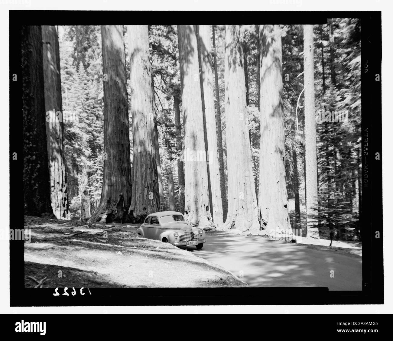 Sequoia National Park, Sept. 1957. The tunnel log. The Congress group Stock Photo