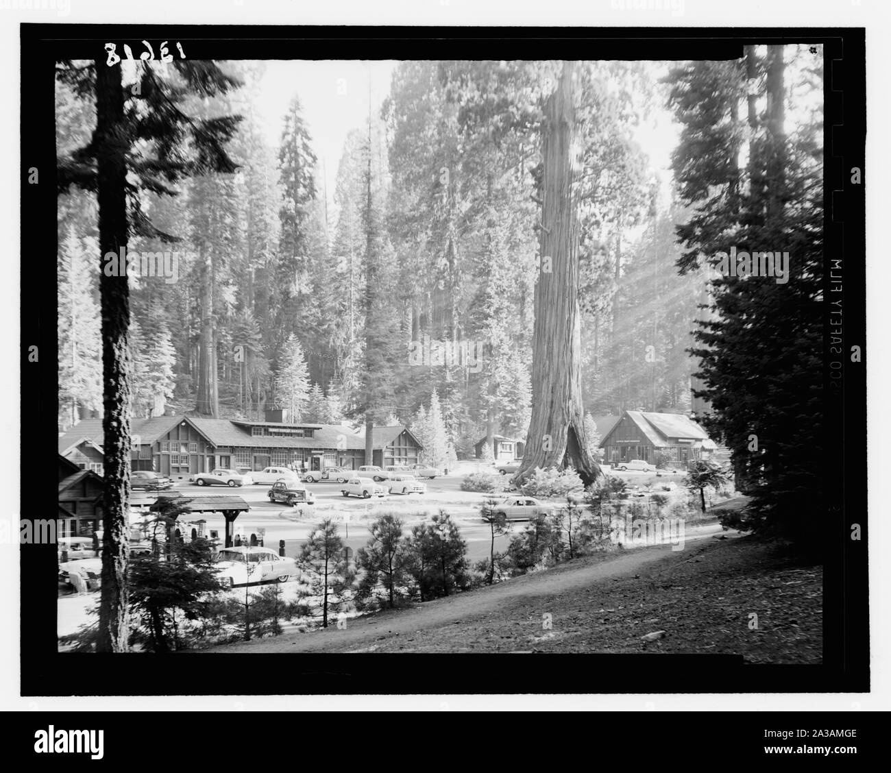 Sequoia National Park, Sept. 1957. The village with Sentinel Tree