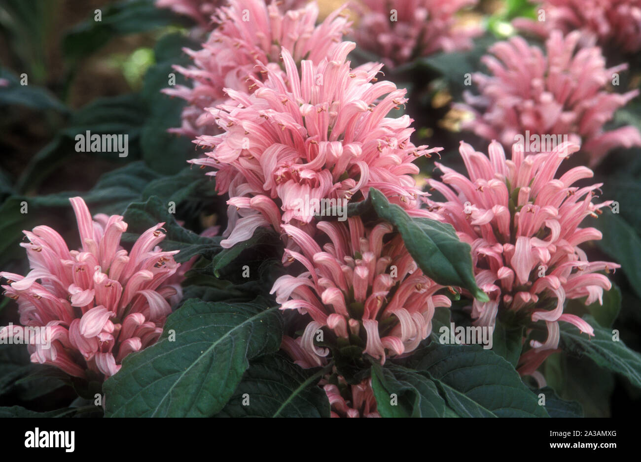 CLOSE UP OF FLOWERS OF THE JUSTICIA CARNEA PLANT, COMMONLY CALLED HOSPITAL TOO FAR OR BLOOD OF JESUS  AS IT USUALLY TURNS RED WHEN BOILED WITH WATER. Stock Photo