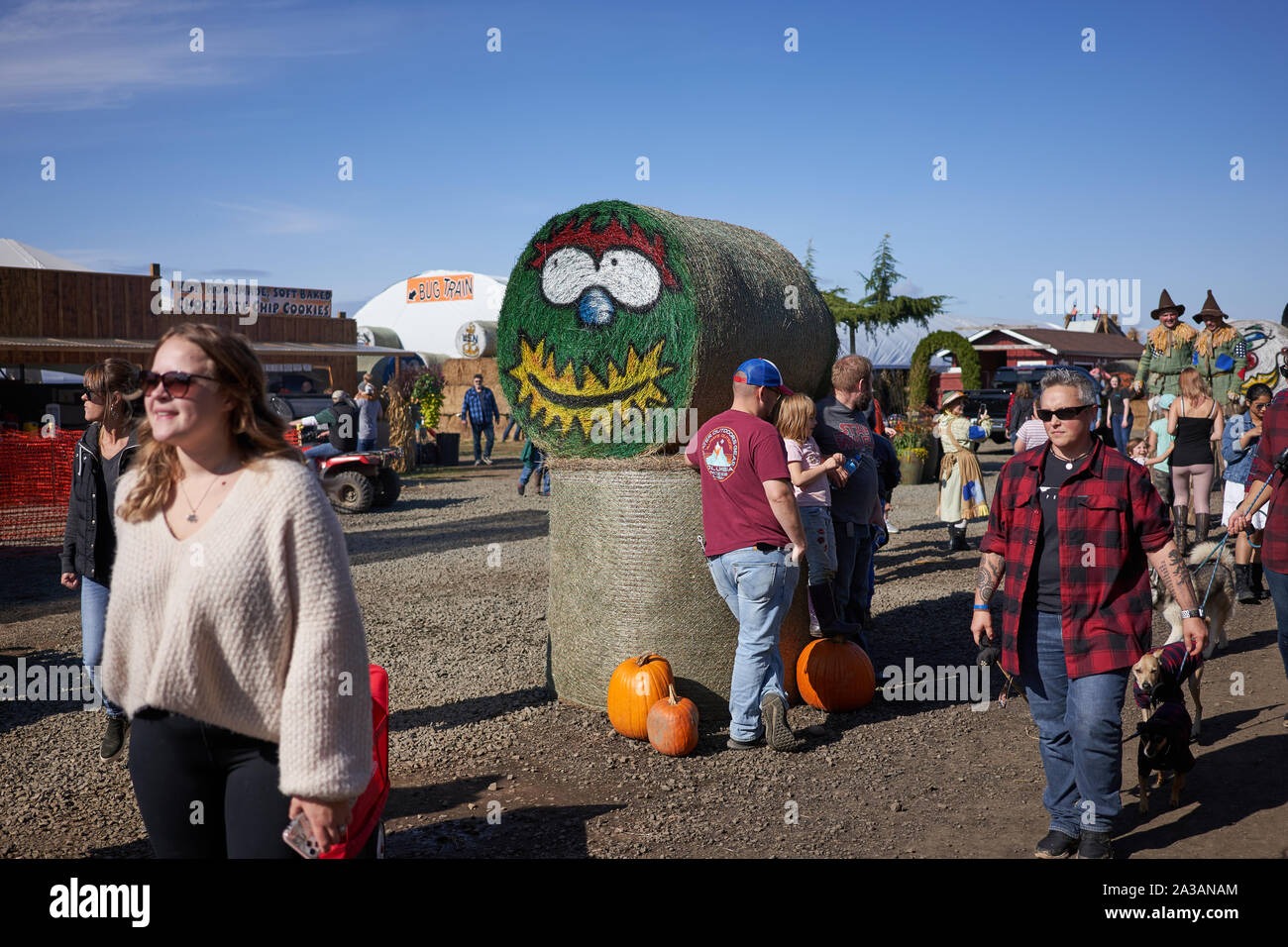 Pumpkin patch and autumn harvest festival scene in Bauman's Farm in Gervais, Oregon, seen on Saturday, Oct 5, 2019. Stock Photo