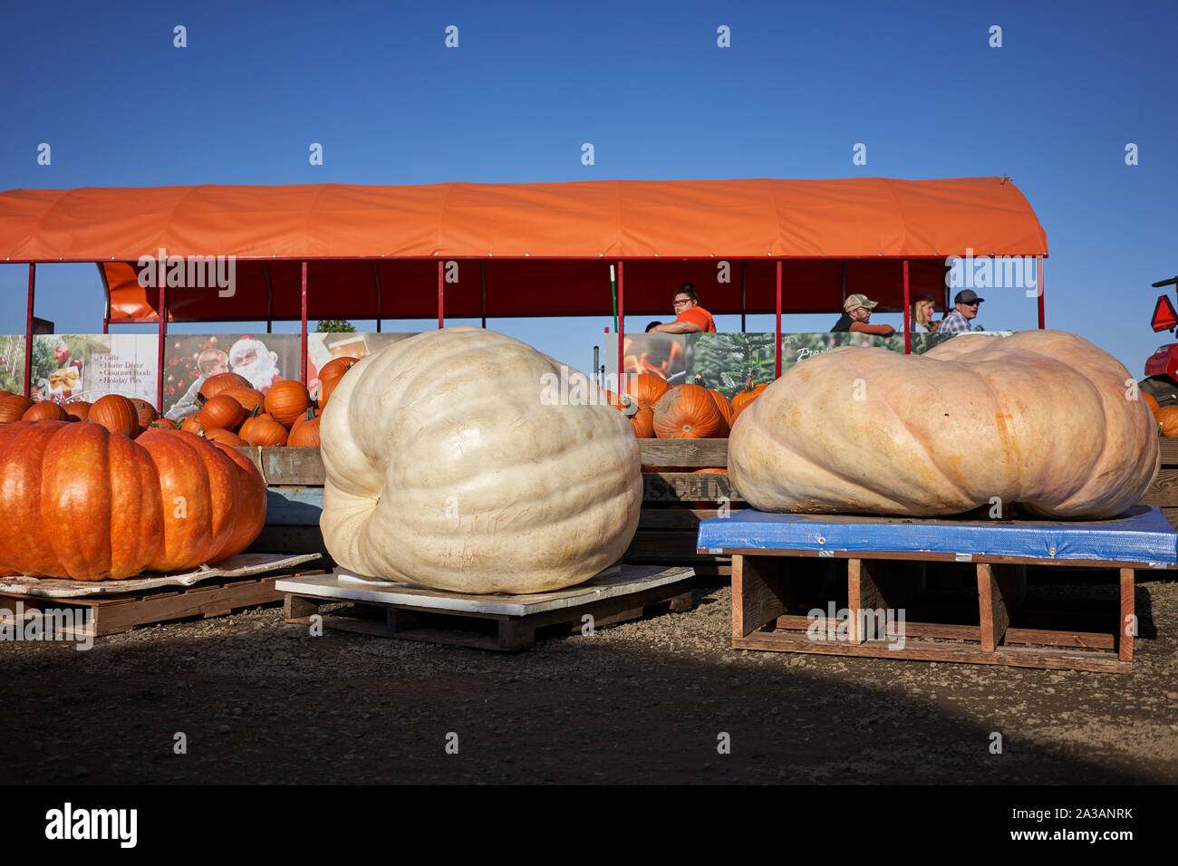 Giant pumpkins are seen on display in Bauman's Farm in Gervais, Oregon