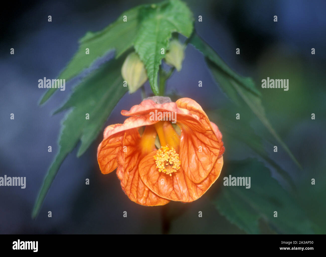 Abutilon flower hi-res stock photography and images - Page 3 - Alamy