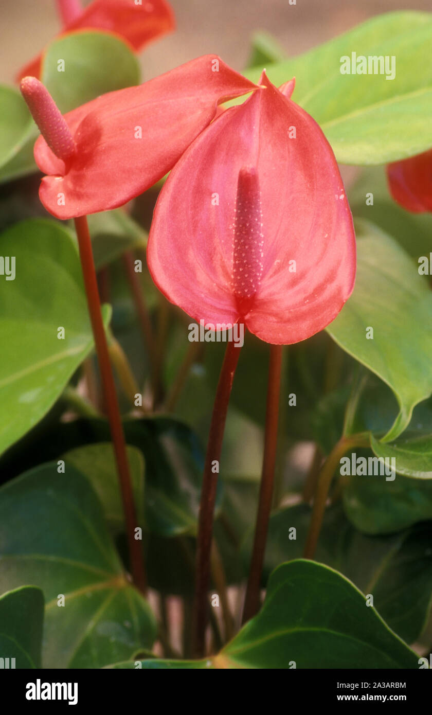 Anthurium ferrierense hi-res stock photography and images - Alamy